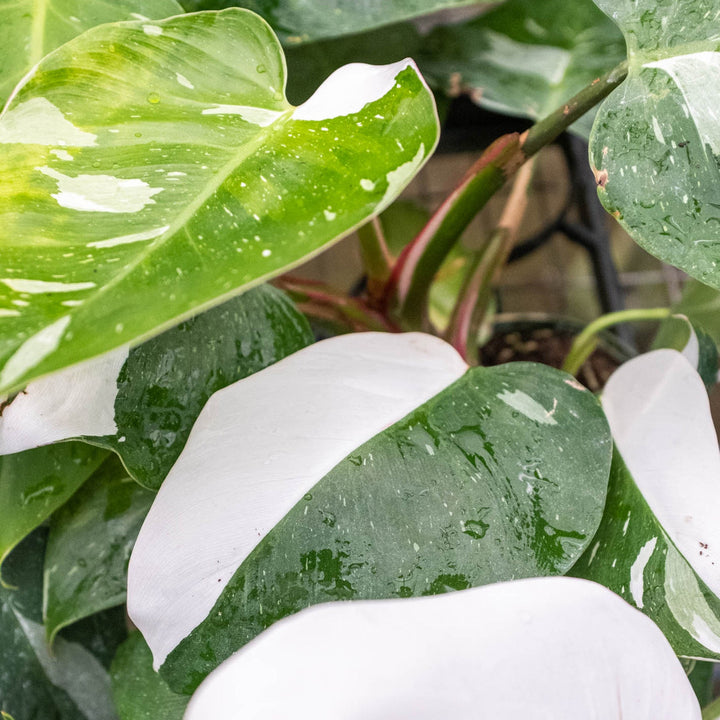 Philodendron &