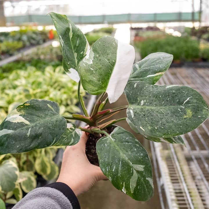 Philodendron &
