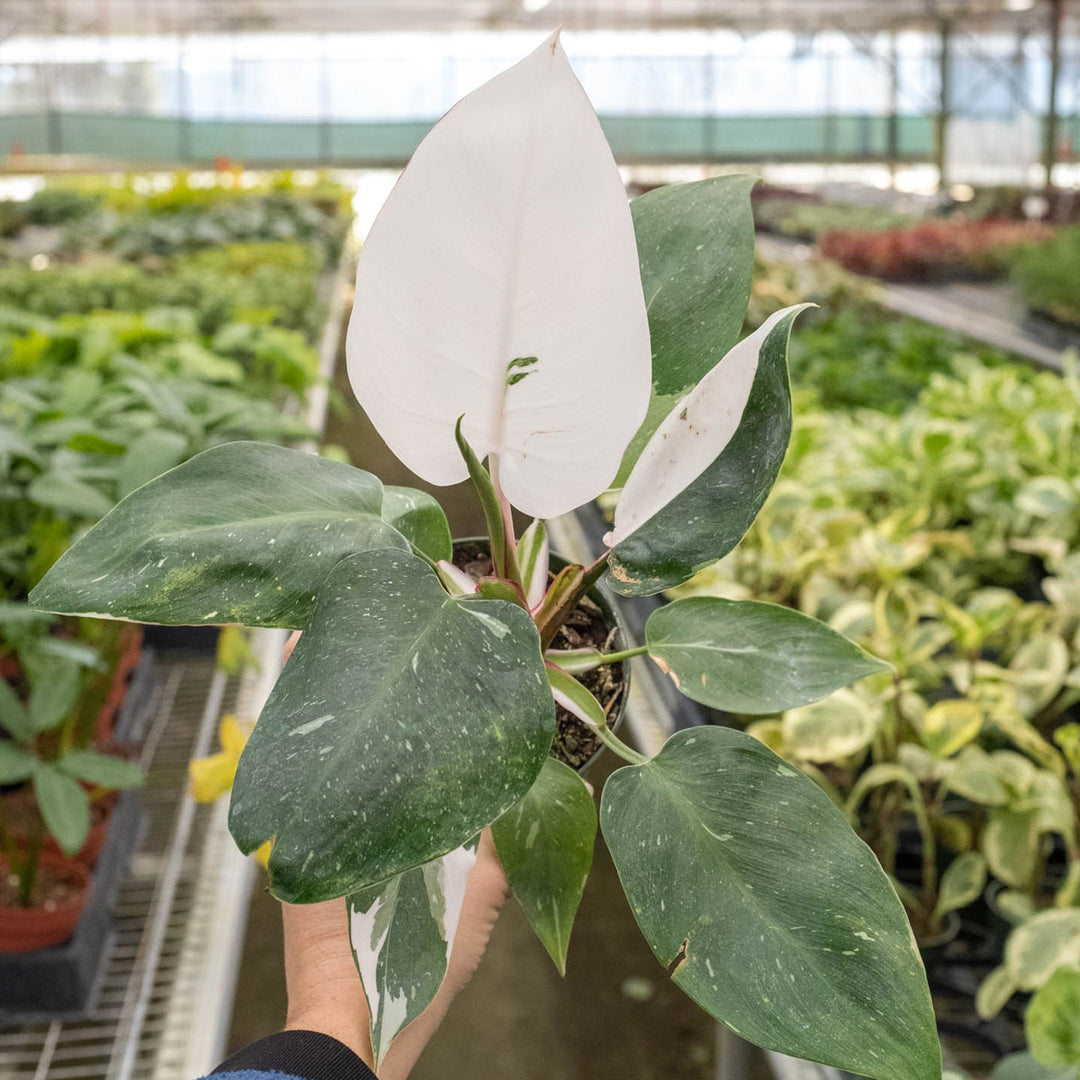 Philodendron &