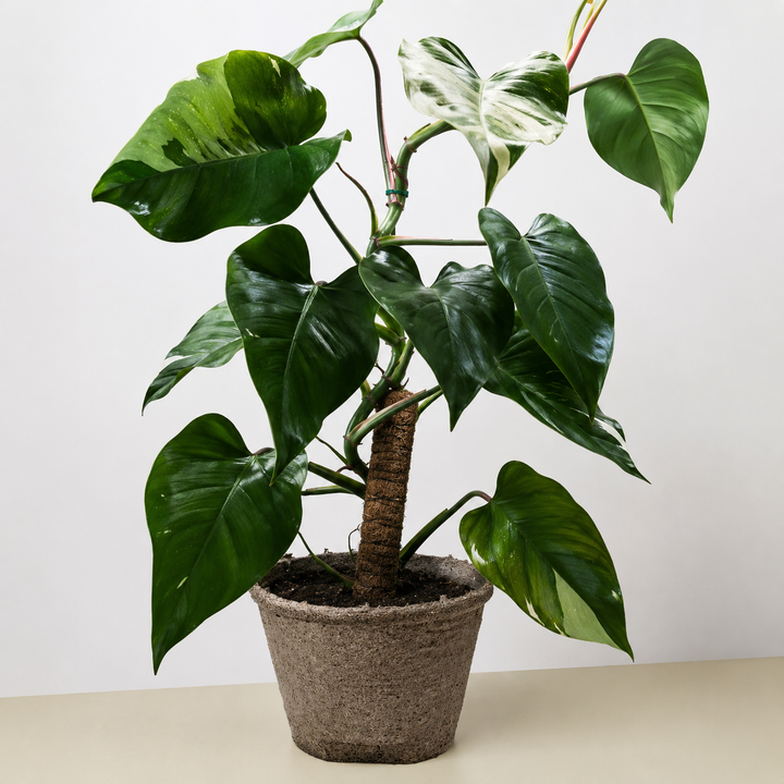 Philodendron &