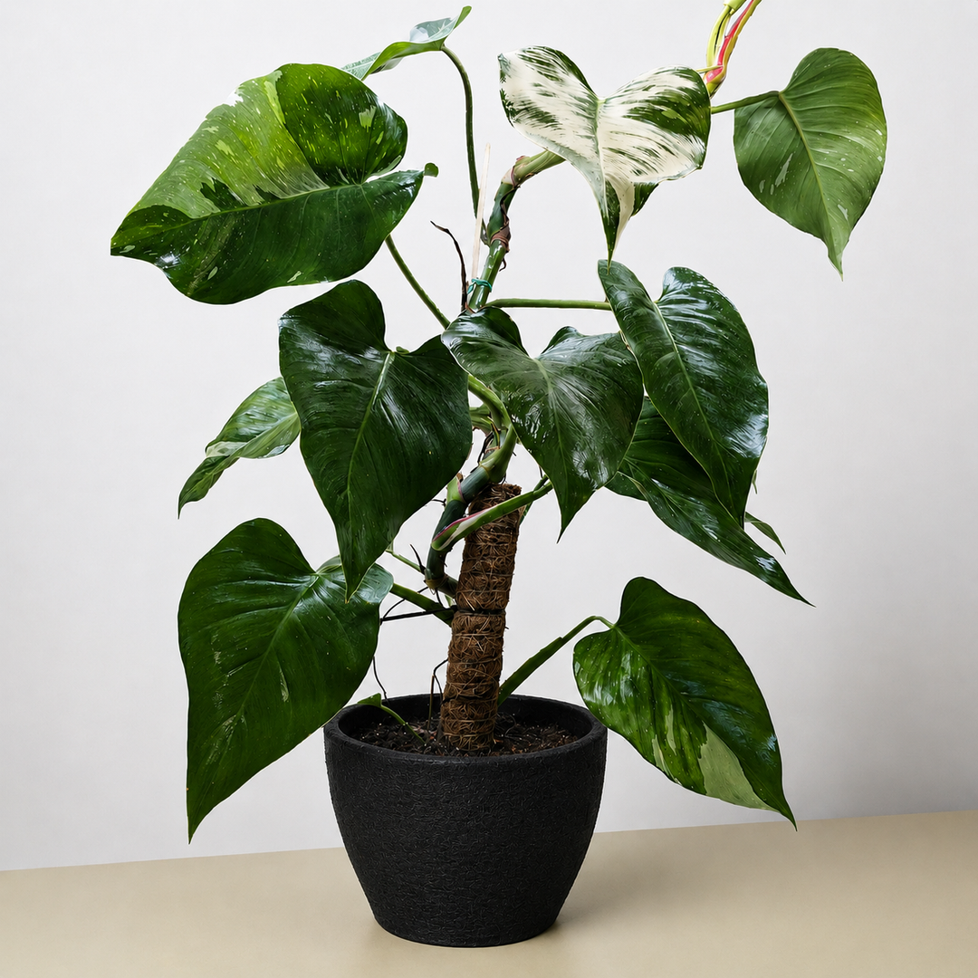 Philodendron &
