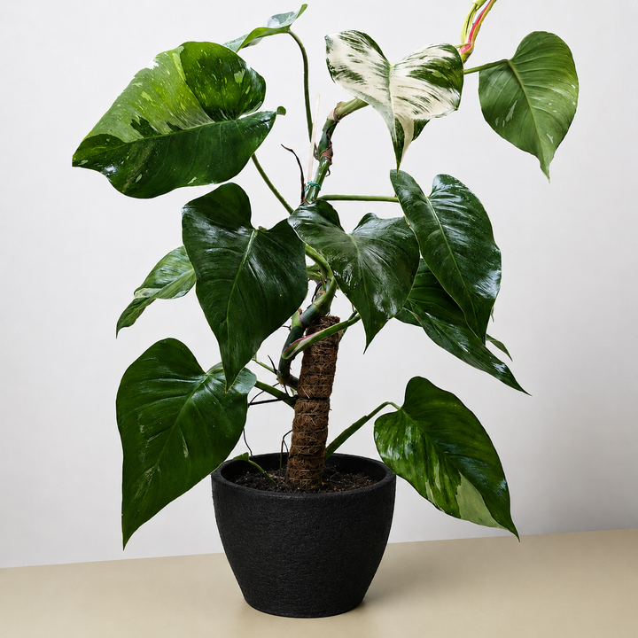 Philodendron &