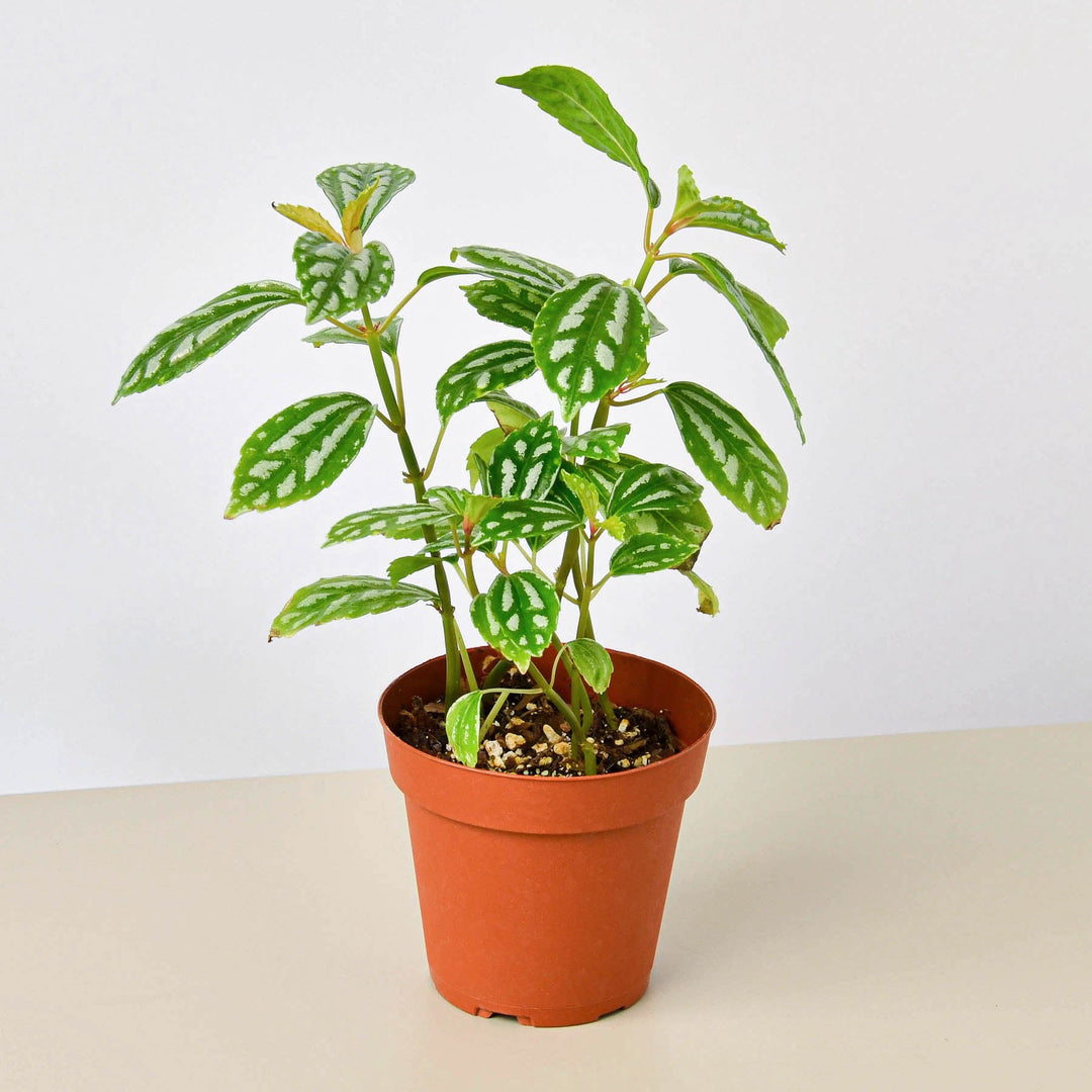 Pilea &