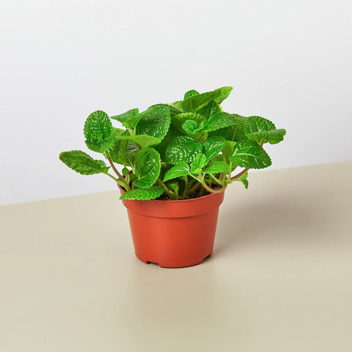 Pilea &