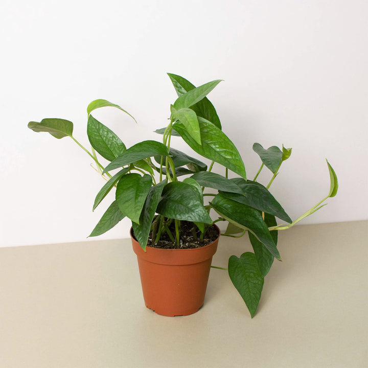 Pothos &