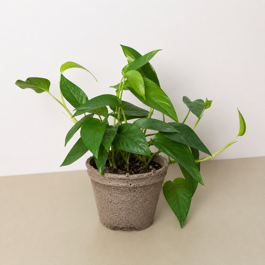 Pothos &