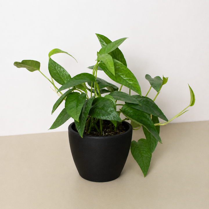Pothos &