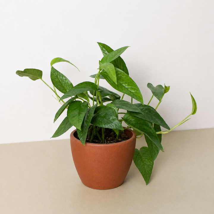 Pothos &