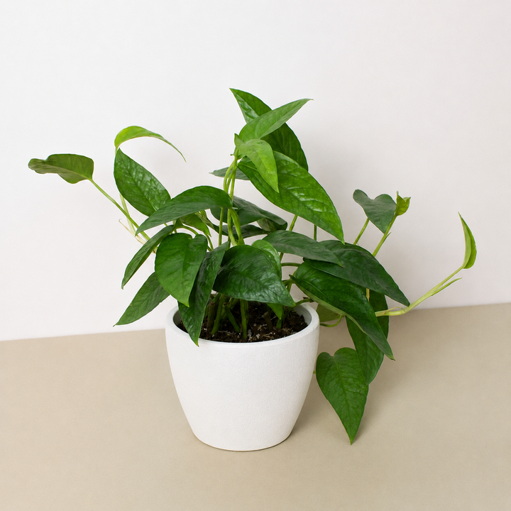 Pothos &