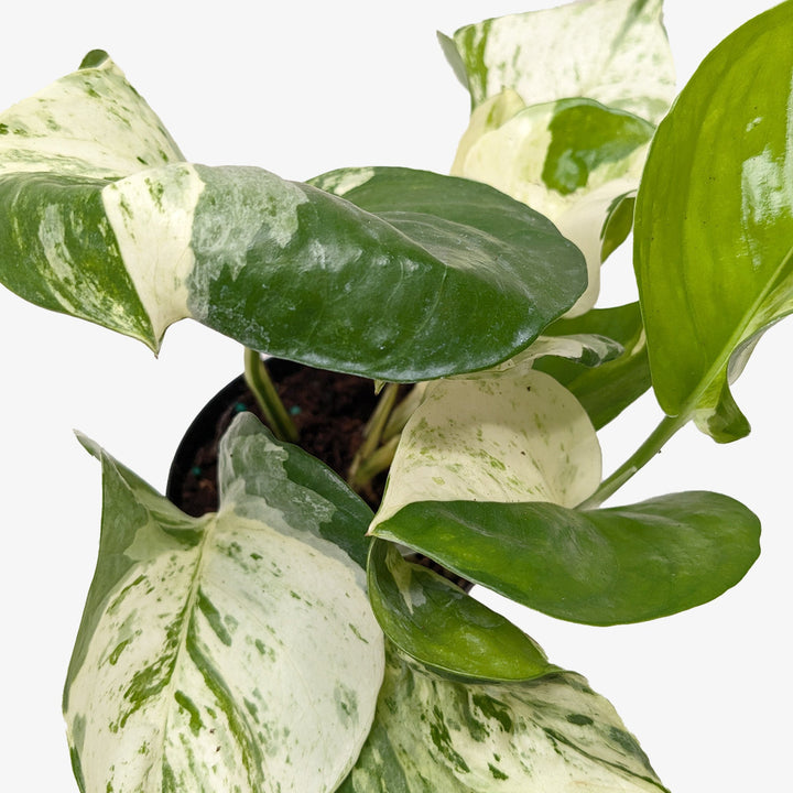 Pothos &