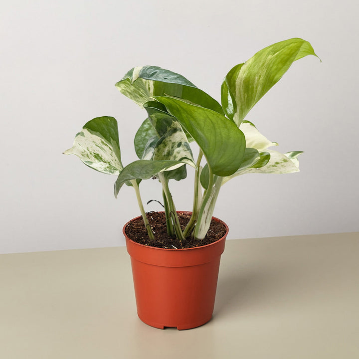 Pothos &