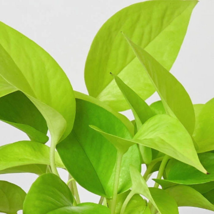 Pothos &