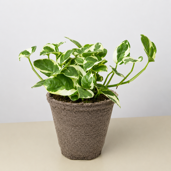 Pothos &