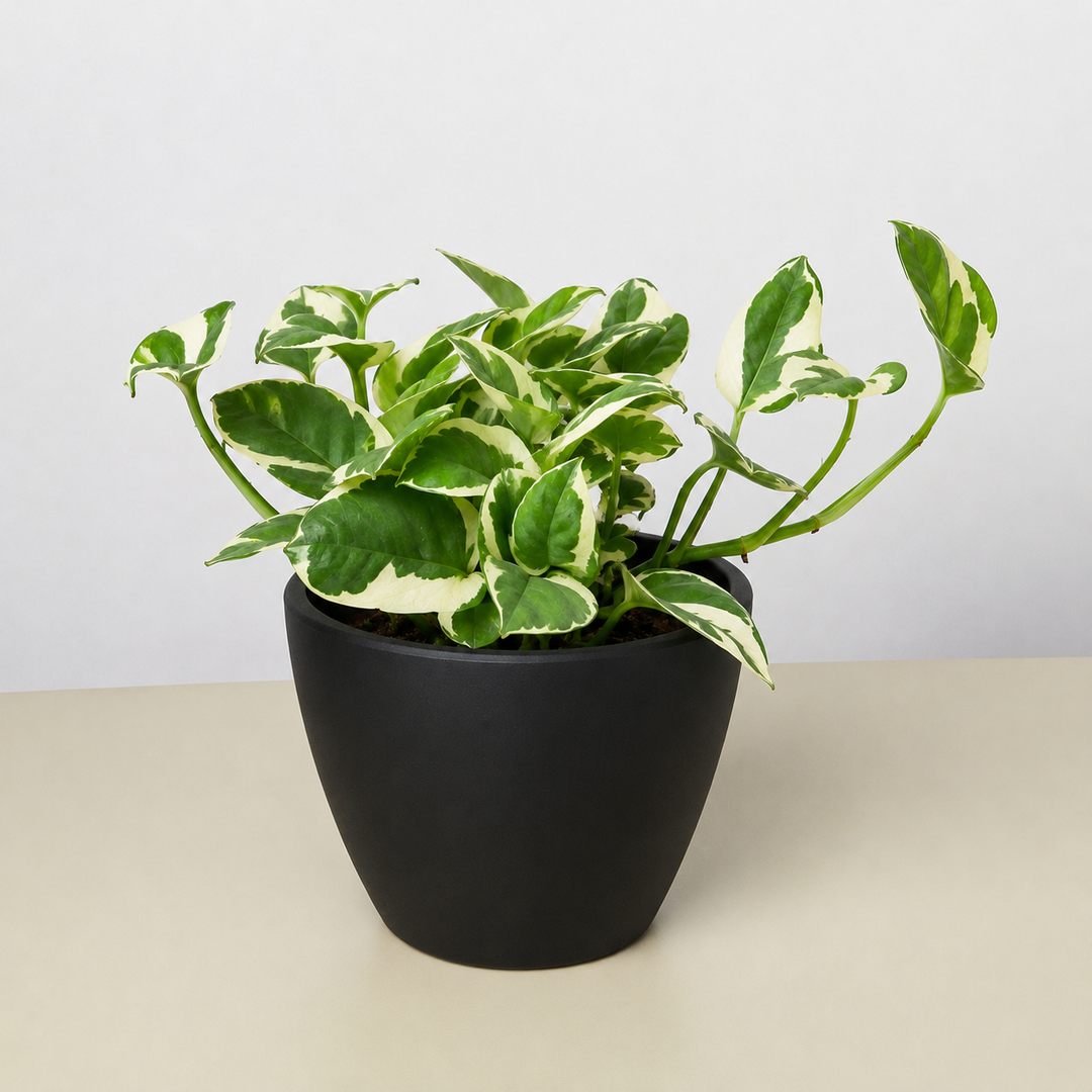 Pothos &