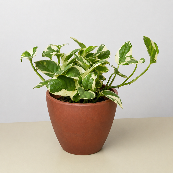 Pothos &