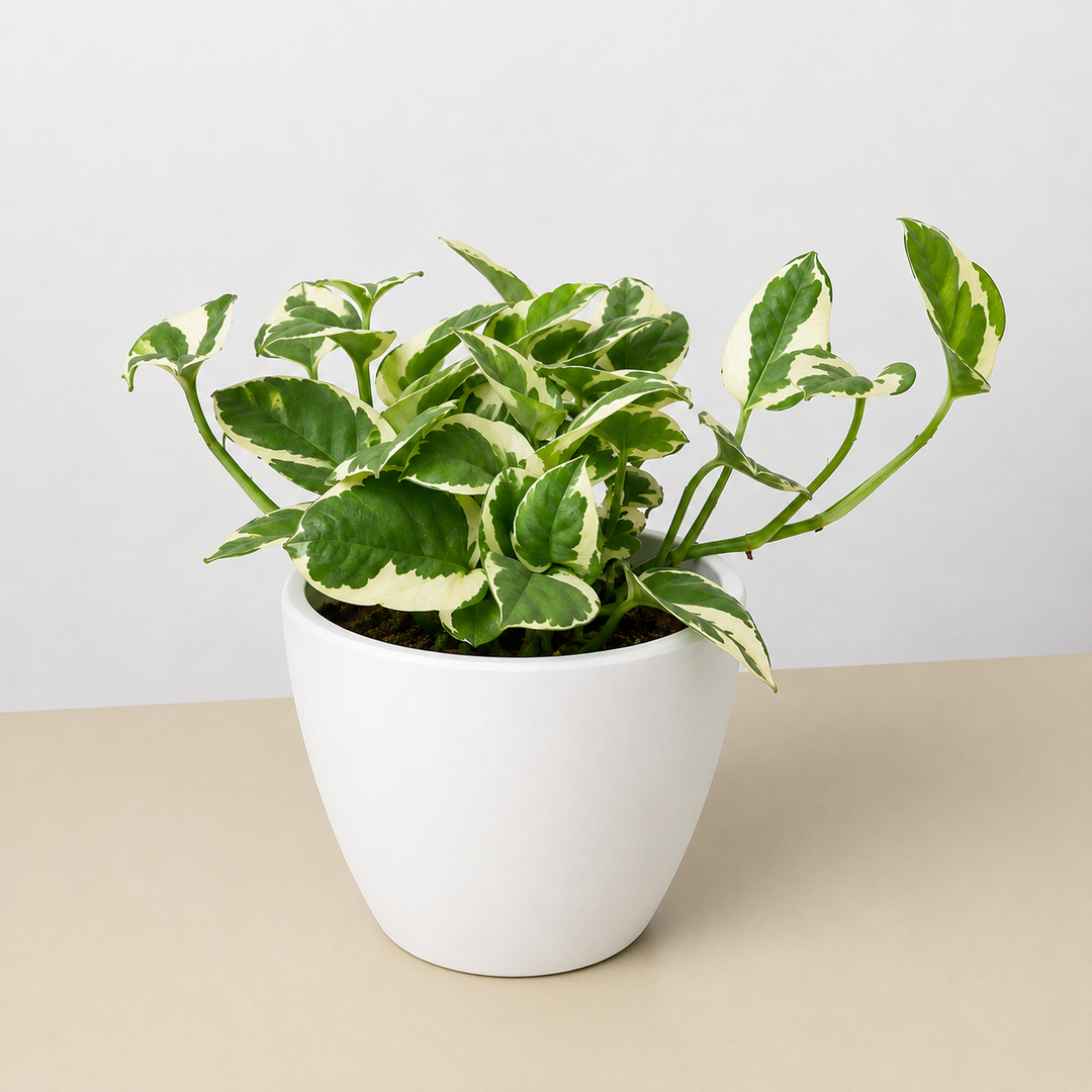 Pothos &