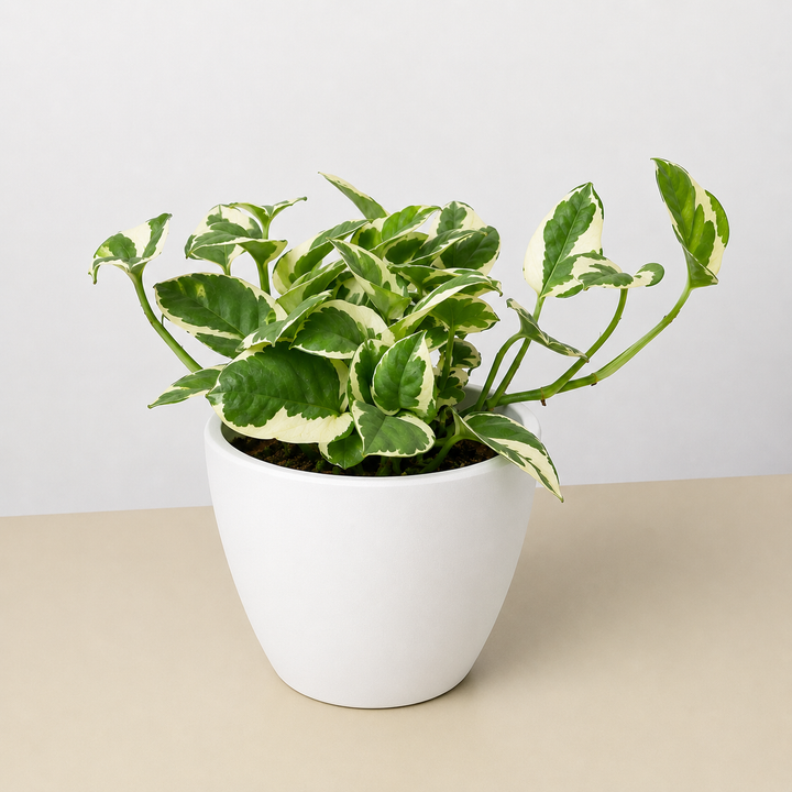 Pothos &