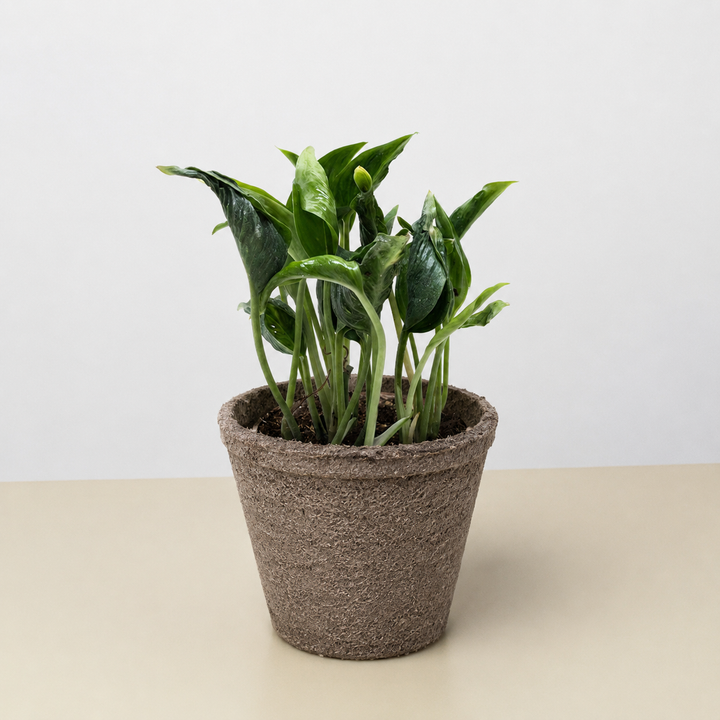 Pothos &