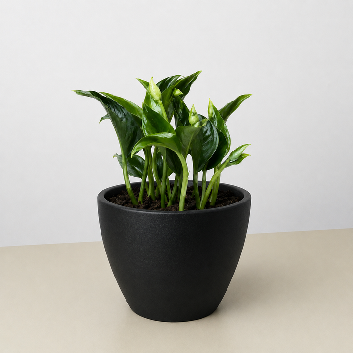 Pothos &