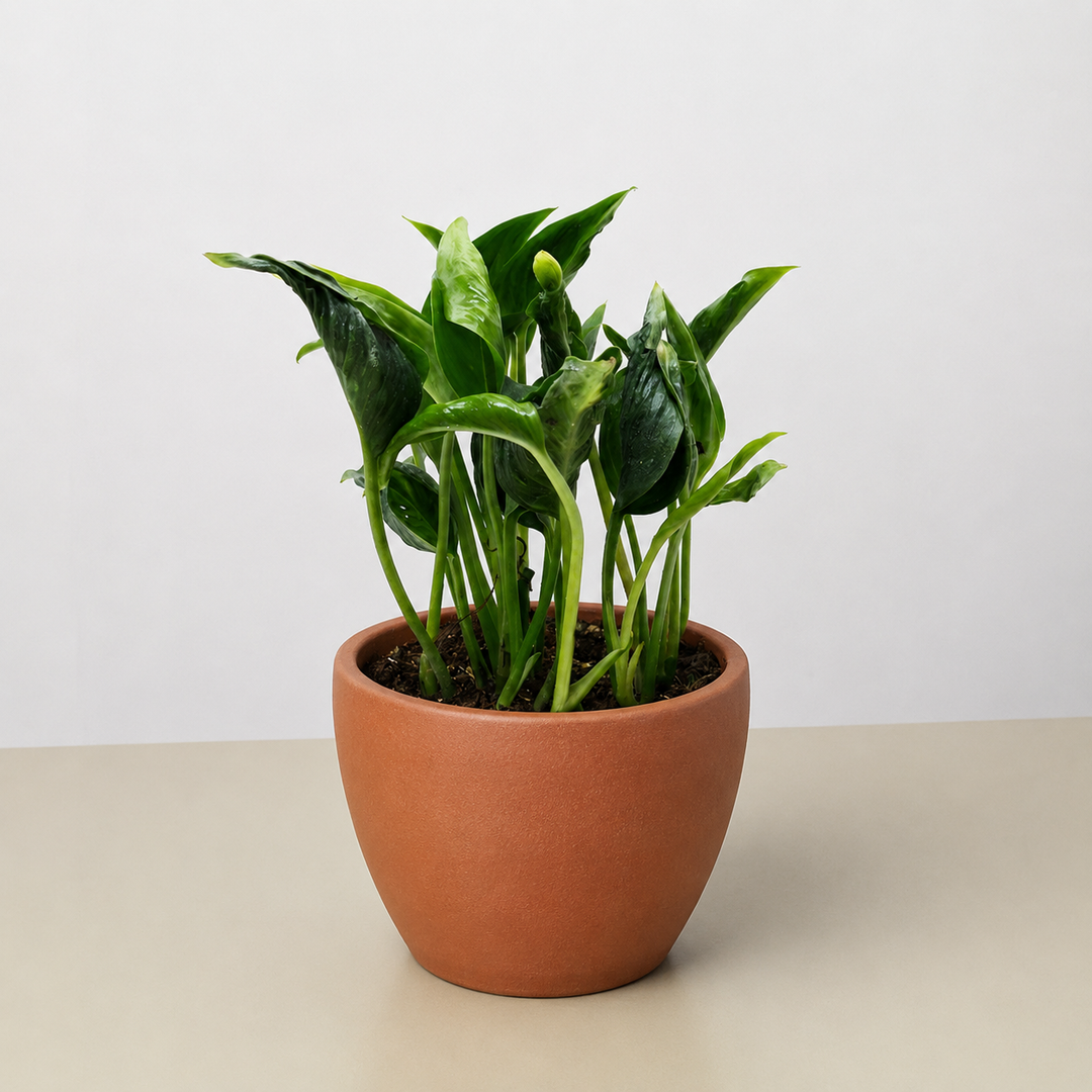 Pothos &