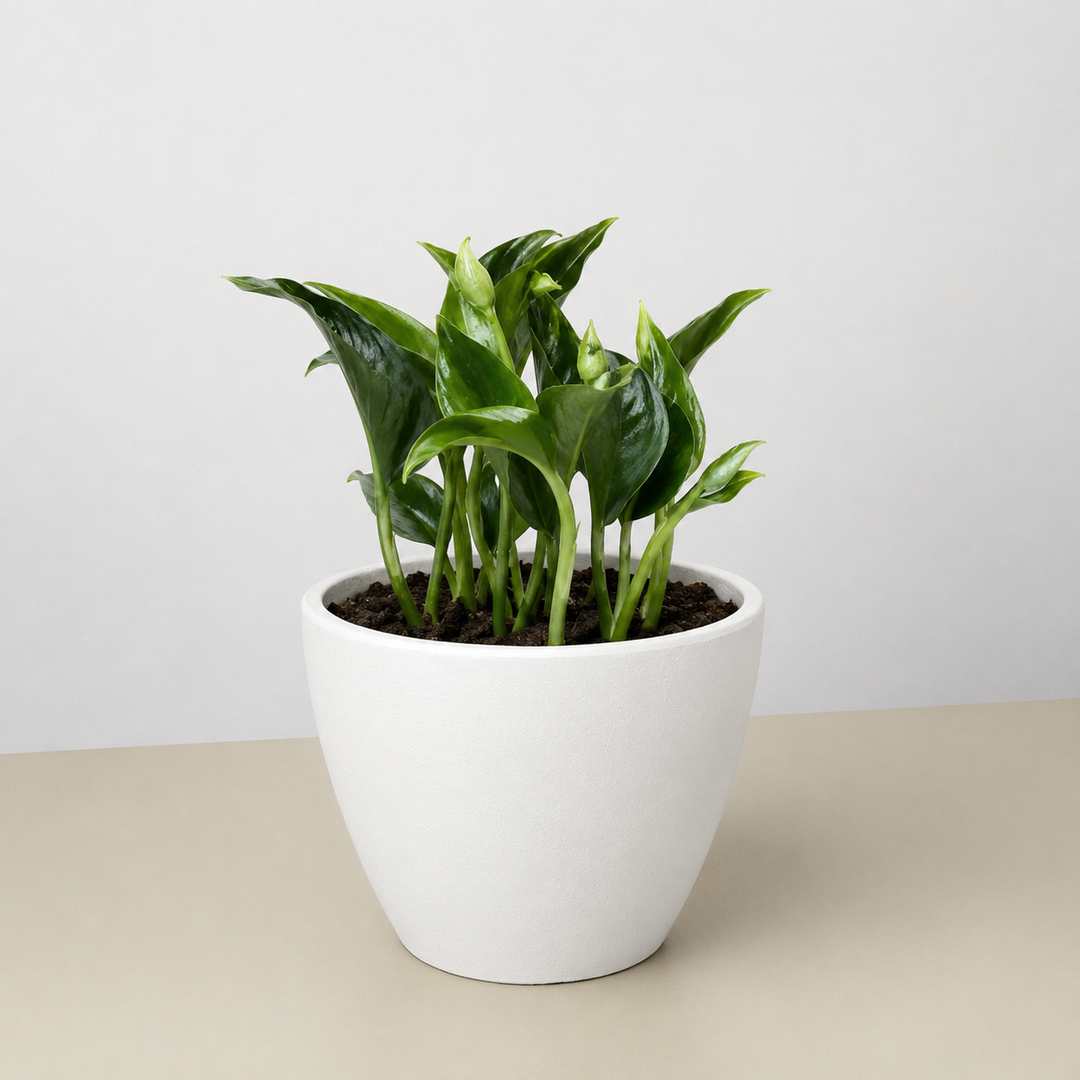 Pothos &