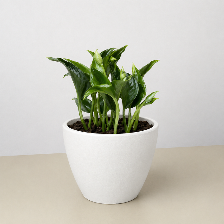 Pothos &