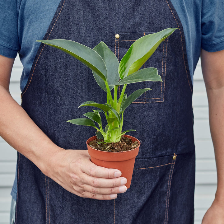 Philodendron &