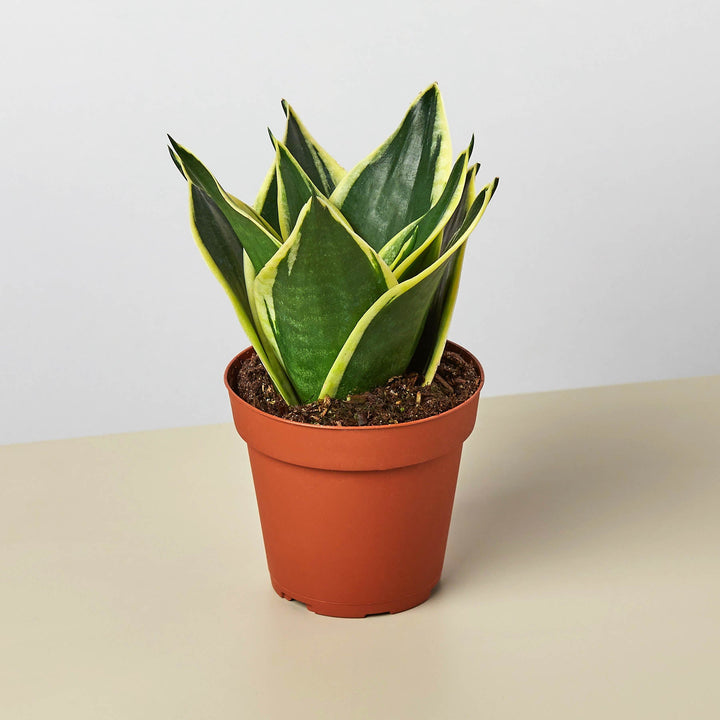 Snake Plant &