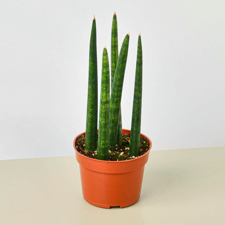 Snake Plant &