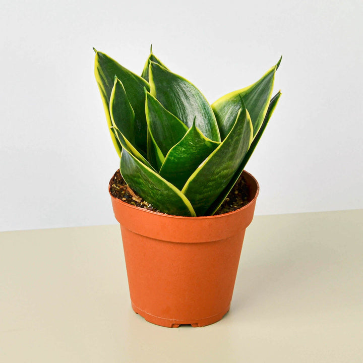 Snake Plant &
