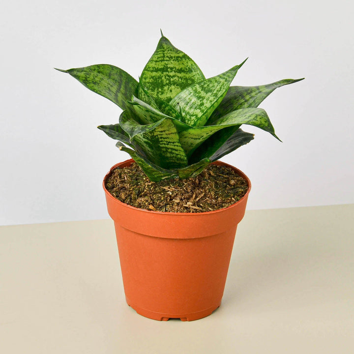 Snake Plant &