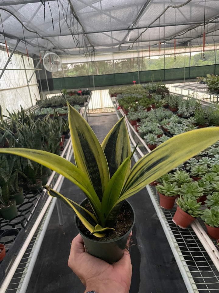 Snake Plant &
