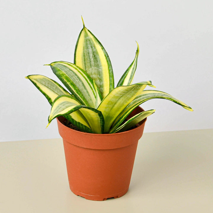 Snake Plant &