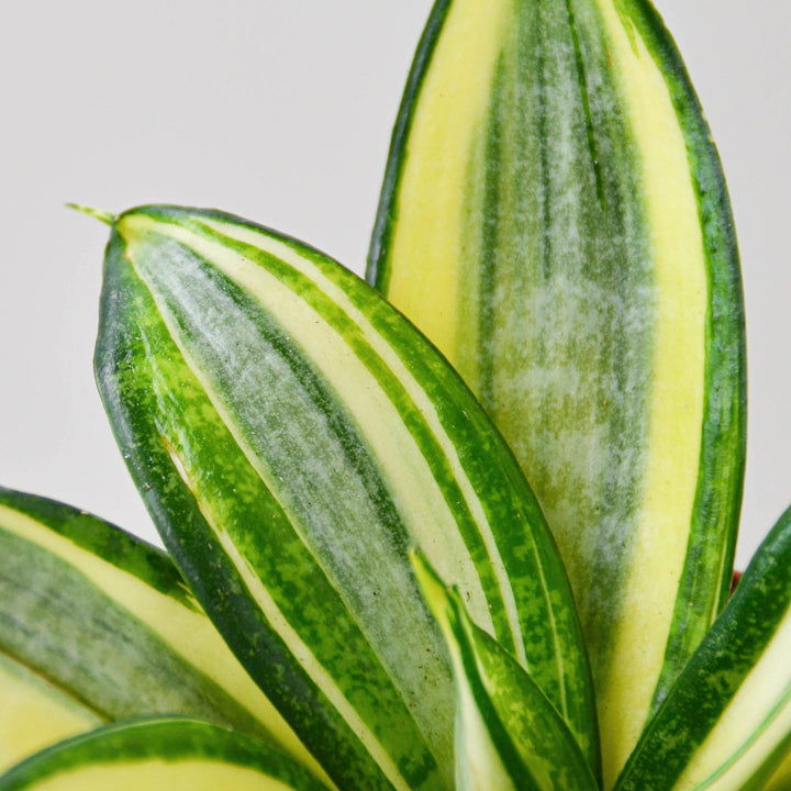 Snake Plant &