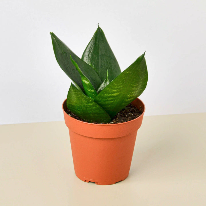 Snake Plant &