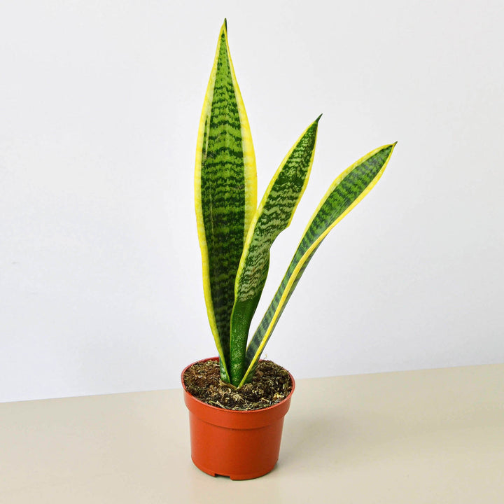 Snake Plant &