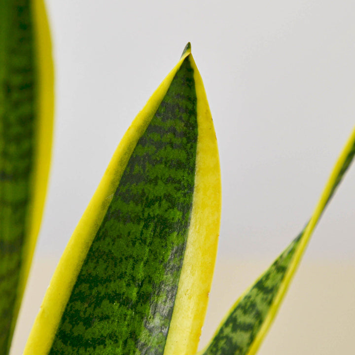 Snake Plant &