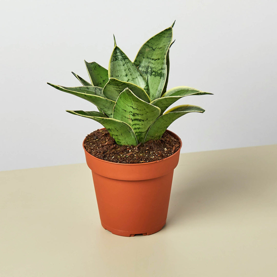 Snake Plant &