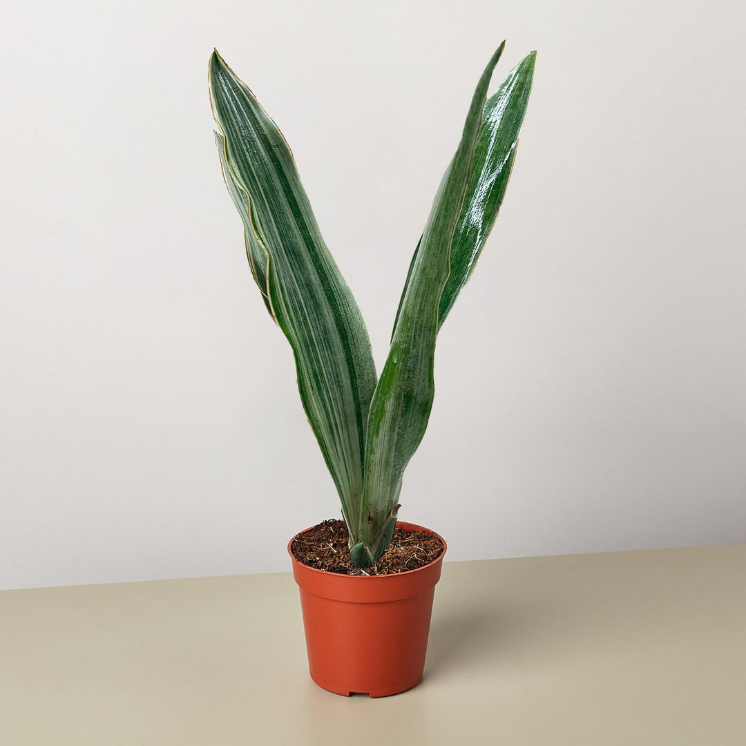 Snake Plant &