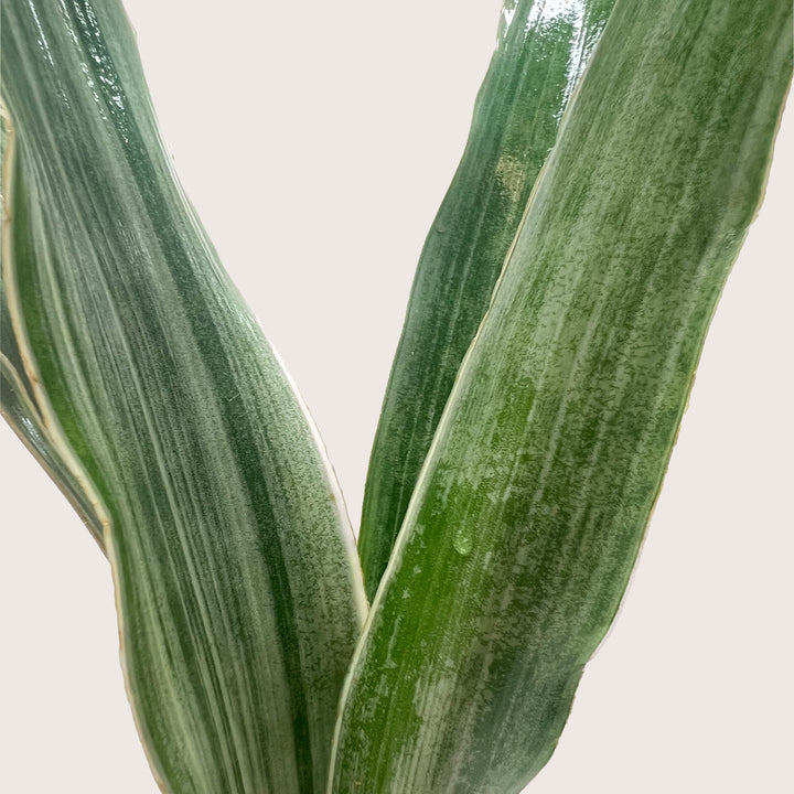 Snake Plant &