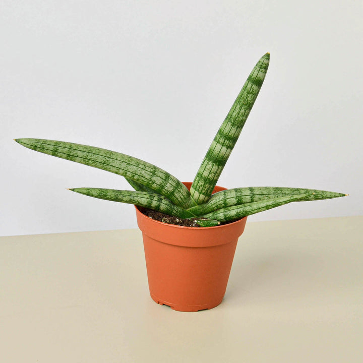 Snake Plant &