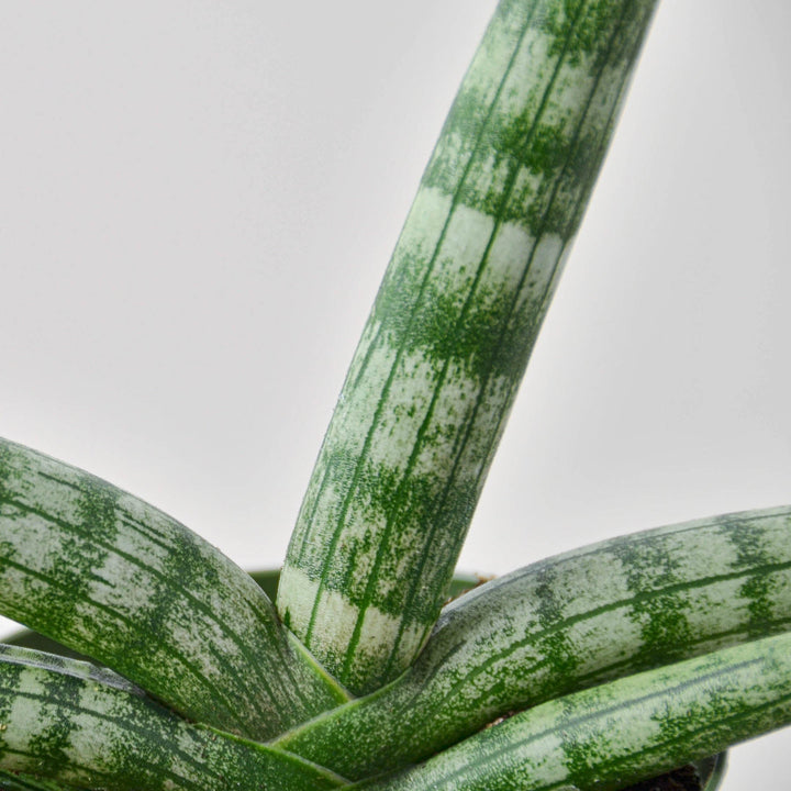 Snake Plant &