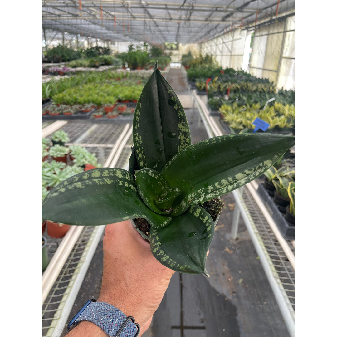 Snake Plant &