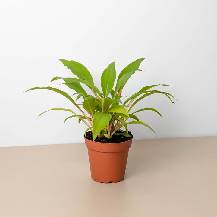 Spider Plant &