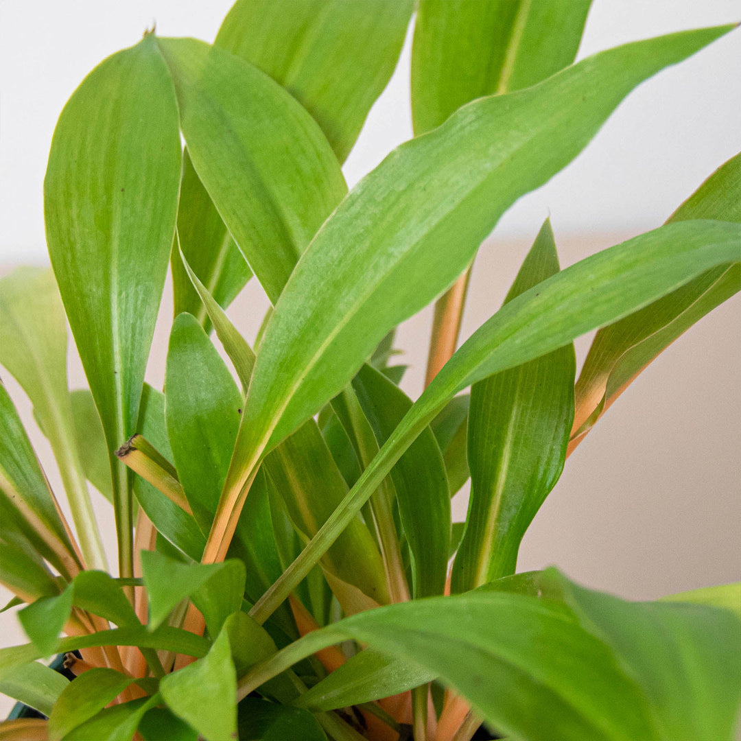 Spider Plant &