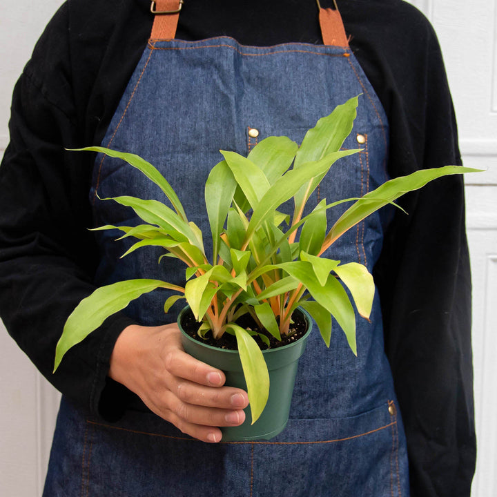 Spider Plant &