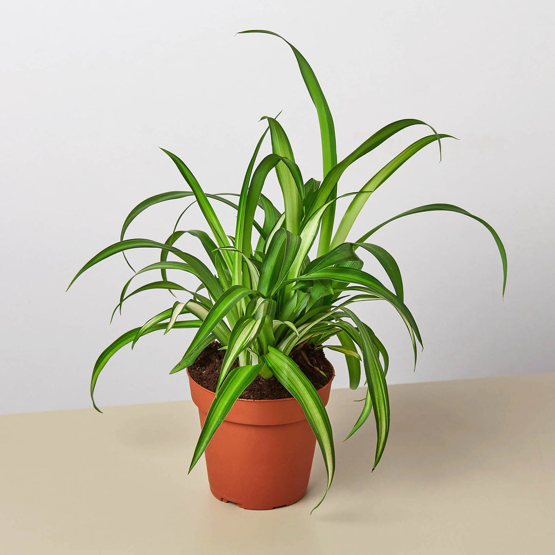 Spider Plant &