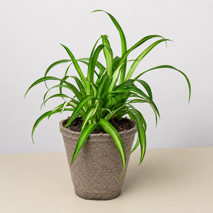 Spider Plant &