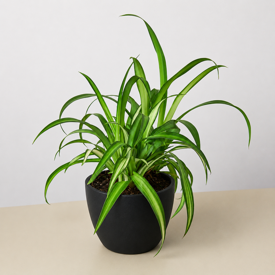Spider Plant &