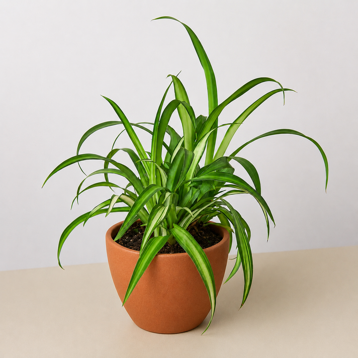 Spider Plant &